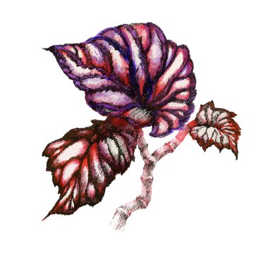 Bahçe coleus bitki 