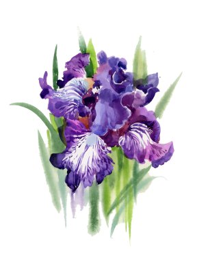 Suluboya çiçek açan Iris çiçekler 