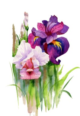 Suluboya çiçek açan Iris çiçekler 