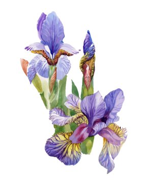 Suluboya çiçek açan Iris çiçekler 