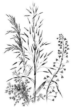 siyah ve beyaz vahşi tahıllar