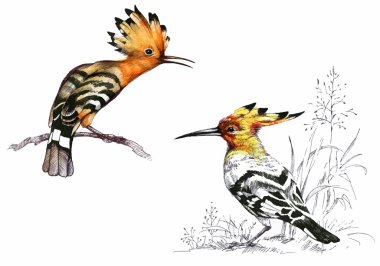 Çiçekli dallar parlak kuşlar