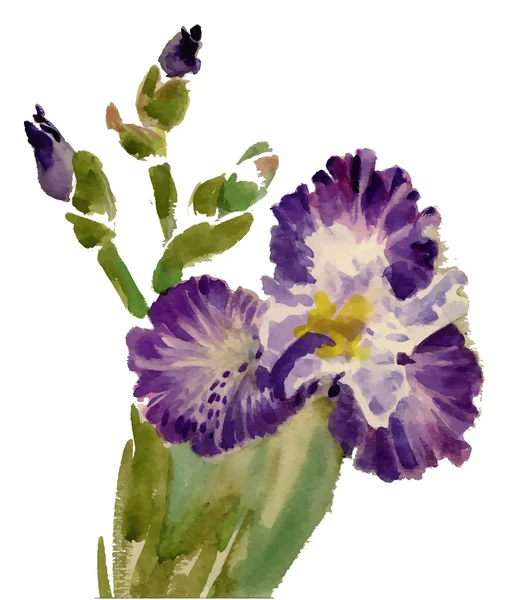 Watercolor blooming iris flowers — Stock Vector