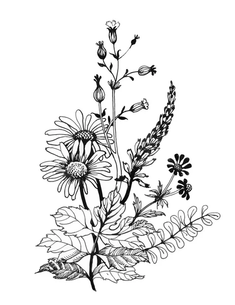 Vintage monochroom wildflowers, aquarel illustratie op witte achtergrond — Stockvector