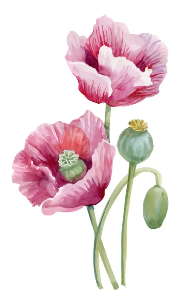 Gyönyörű pipacs virágok — Stock Vector