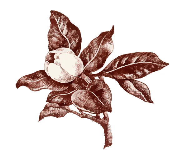 Jardin d'été magnolia fleur bourgeon croquis — Image vectorielle