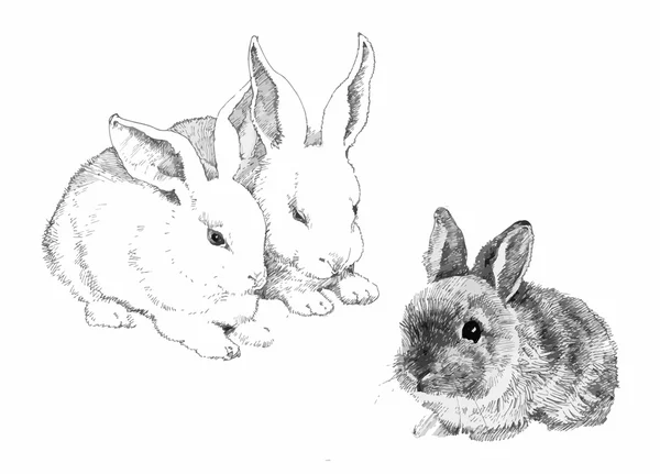 Sketched cute rabbits illustration. — Stock Vector