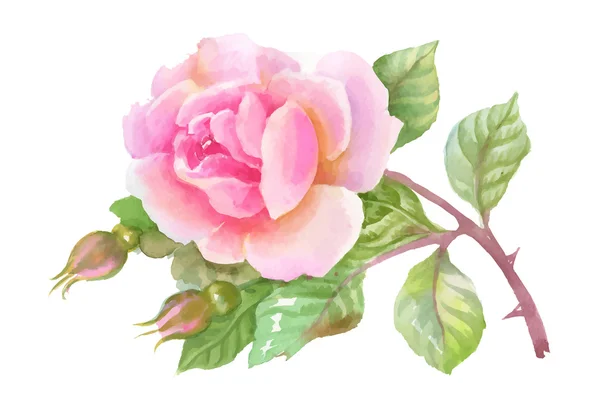 Aquarelle jardin rose isolé sur fond blanc . — Image vectorielle