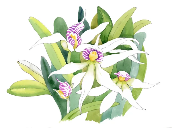 Εικονογράφηση ακουαρέλα orchid λουλούδια — Διανυσματικό Αρχείο