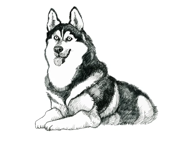 Dibujado perro husky ilustración dibujada a mano . — Vector de stock