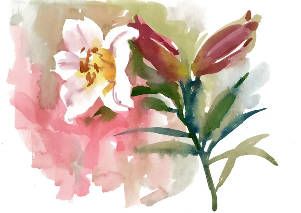 Aquarell schöne rosa Lilie Illustration. — Stockvektor