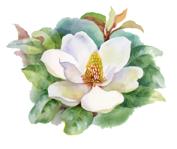 Aquarell Sommer blühende weiße Magnolienblüte. — Stockvektor