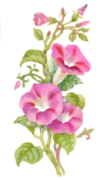 Aquarel zomer tuin bloeiende binden wiet toppen bloemen. — Stockvector