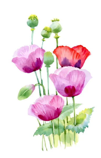 美しいけしの花 — ストックベクタ