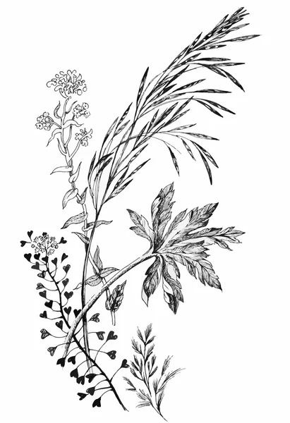 黒と白の野生の穀物 — ストックベクタ