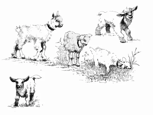 组的黑色和白色墨水手绘 goatlings. — 图库矢量图片