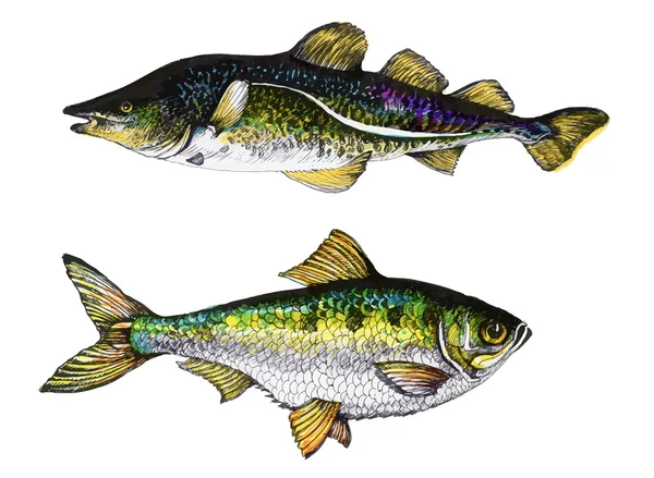 Dettagliate due pesci inchiostro disegnato a mano illustrazione . — Vettoriale Stock