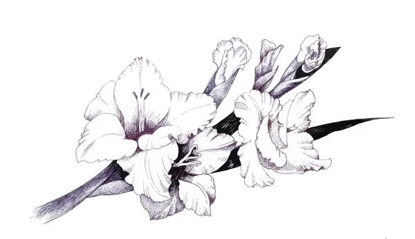 Summer garden blooming flowers monochrome illustration. — Stock Vector