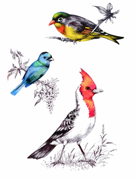 Яркие птицы на ветвях с цветами
