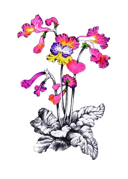 Jardin d'été fleurs floraison — Image vectorielle