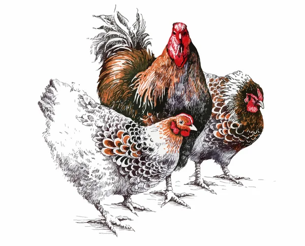 Acuarela gallo y gallinas — Archivo Imágenes Vectoriales