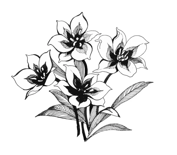 Flores clematis en blanco y negro — Vector de stock