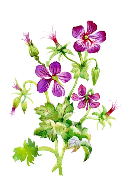 Bunte Wildblumen Illustration — Stockfoto