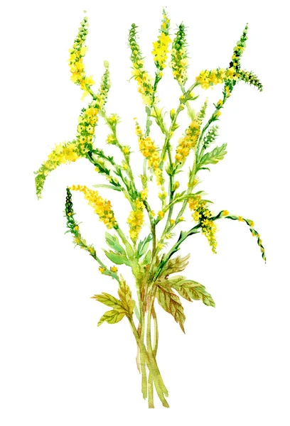 Kleurrijke wildflowers illustratie — Stockfoto