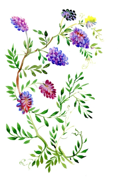 Bunte Wildblumen Illustration — Stockfoto