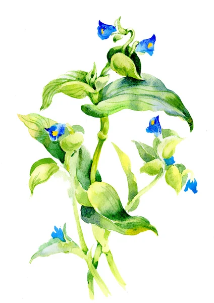 Färgglada blommor illustration — Stockfoto