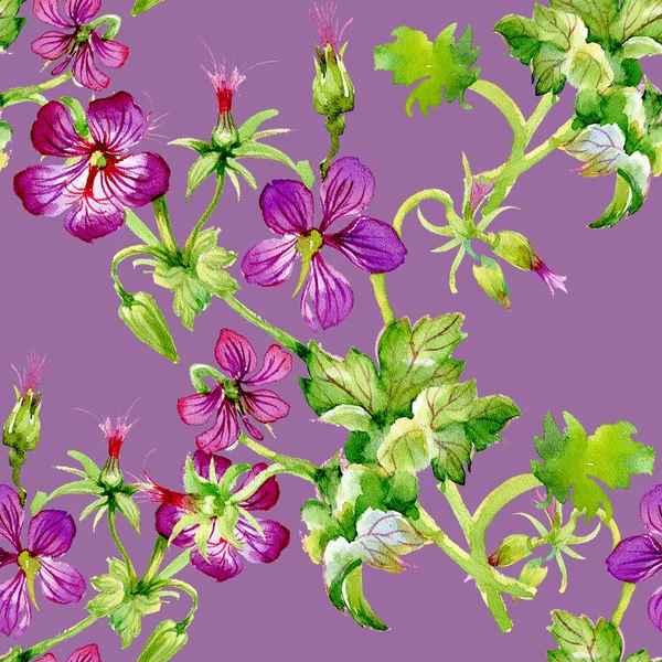Hibiscus bloemen achtergrond — Stockfoto