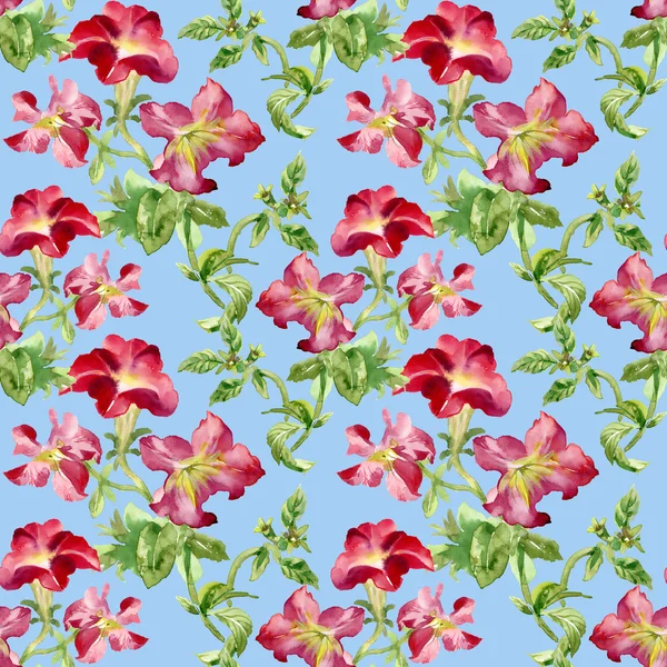 Petunia flowers background — Stock Photo, Image