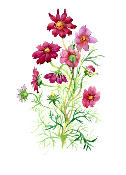 Цветные акварельные полевые цветы — стоковое фото