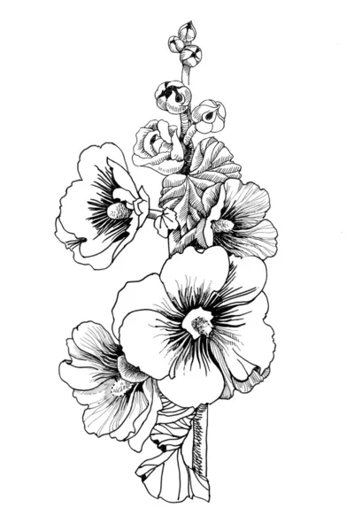 Güzel boyalı çiçek kroki — Stok fotoğraf