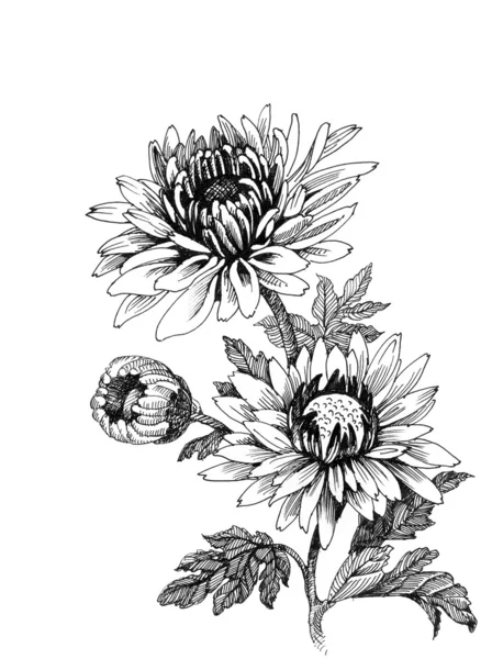 Hand-tekening chrysant — Stockfoto