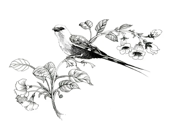 Wilder exotischer Vogel auf Zweigen — Stockfoto