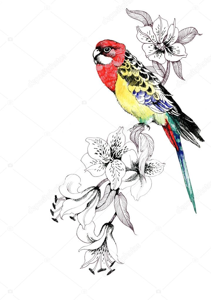 Colorful parrot on twig
