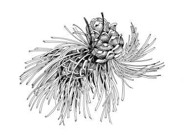 kozalaklı çam dalı