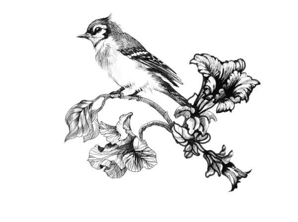 Uccello selvatico esotico sul ramoscello — Foto Stock