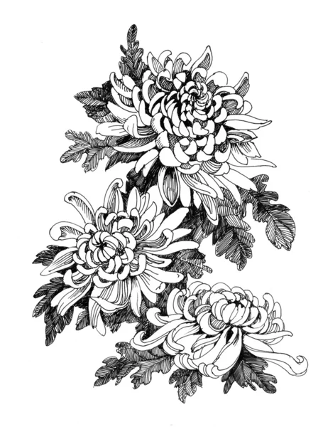 Hand-tekening chrysant — Stockfoto