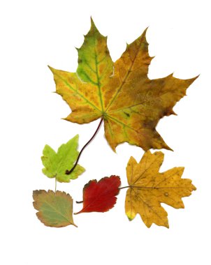 Maple dry leaves clipart