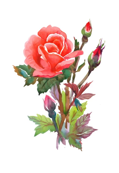 Aquarelle rose rouge — Photo