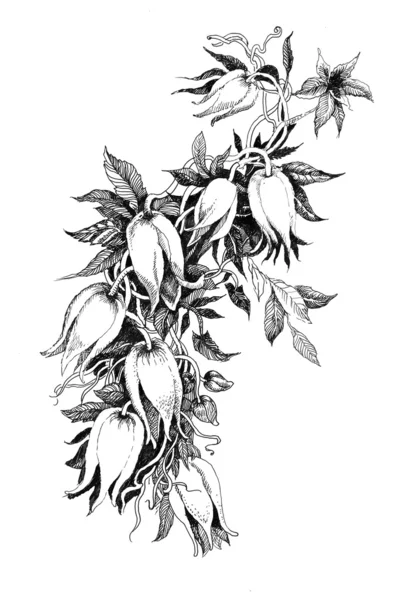 Flower sketch — Stock Photo, Image