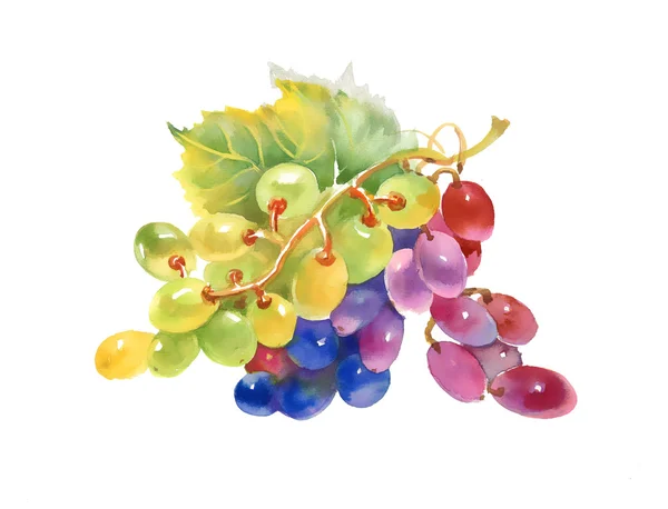 Akwarela winogron — Zdjęcie stockowe