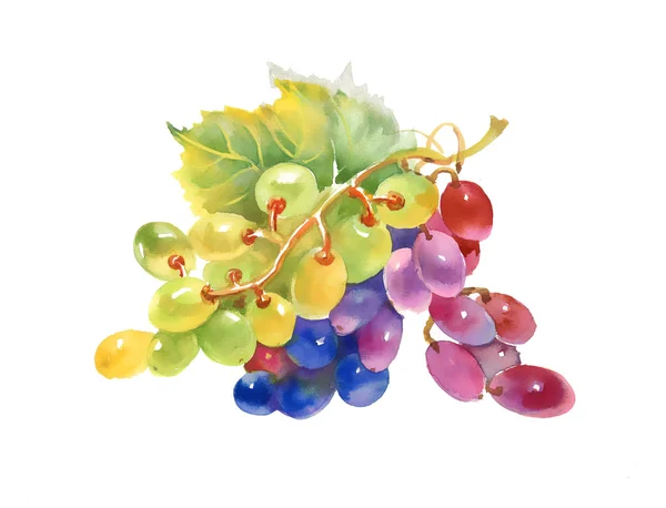 Uvas acuarela — Foto de Stock