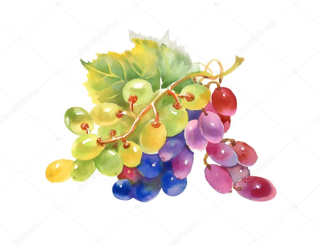 Watercolor grapes