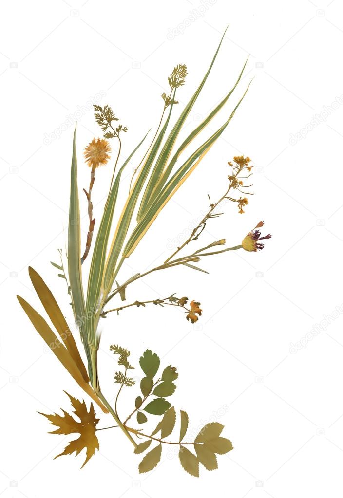 Dry herbarium plants
