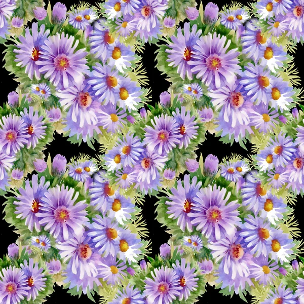 Фиолетовые маргаритки — стоковое фото
