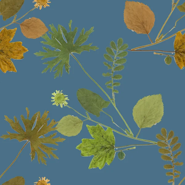 Herbarium plants background — Stock Photo, Image