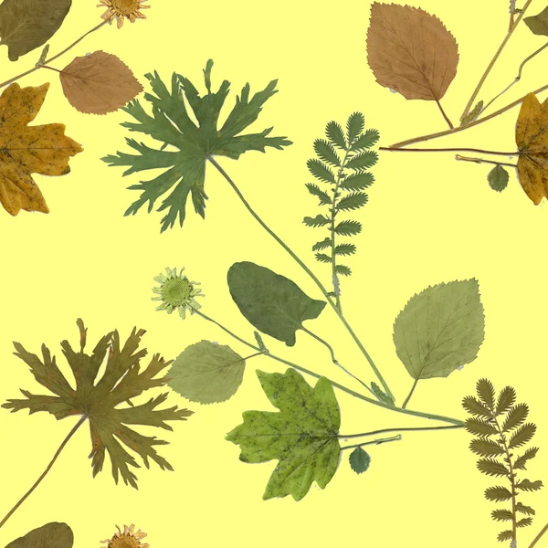 Herbarium plants background — Stock Photo, Image